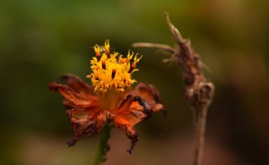wilted-flower-1471300_1280